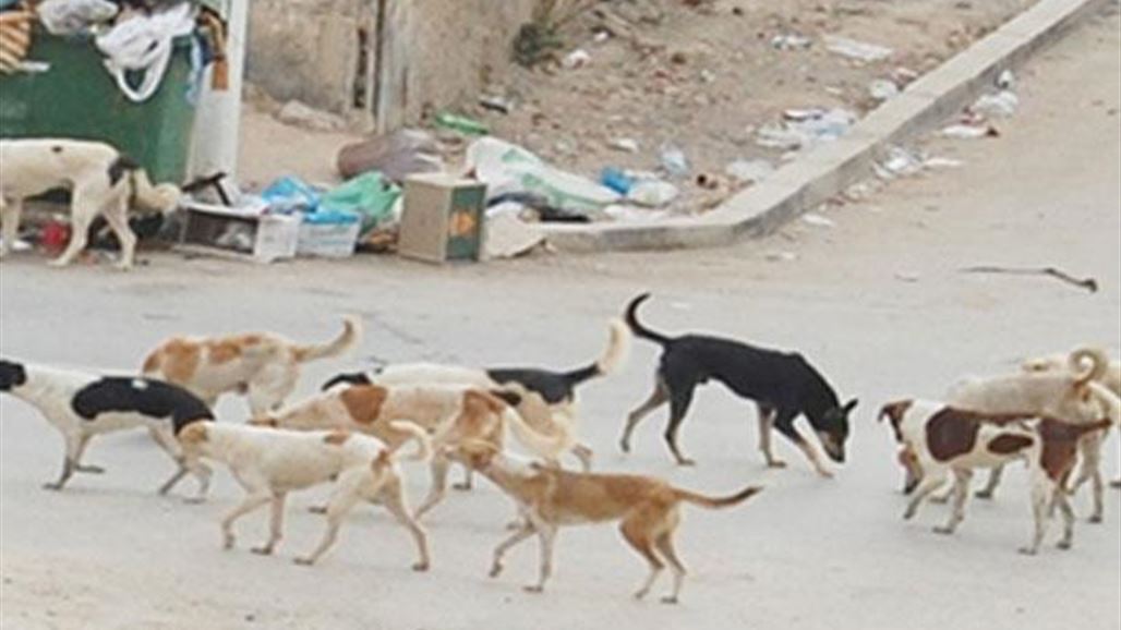 كلاب مسعورة تهاجم المصب الغربي والاهالي ينتقمون (صور)