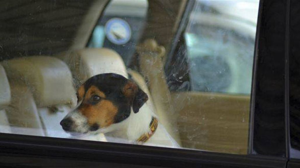 بالفيديو: لحظة موت كلب ترك 7 ساعات في سيارة مرتفعة الحرارة