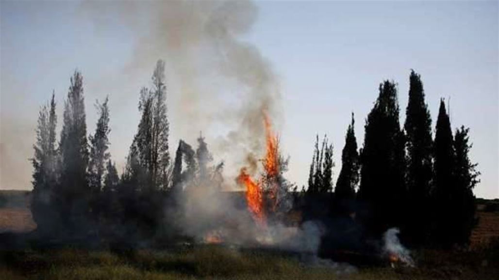 تل أبيب: الفلسطينيون يستخدمون الطيور لإشعال حرائق في إسرائيل