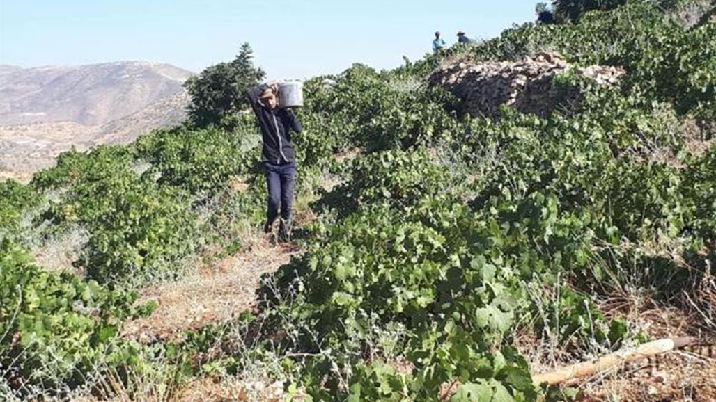 بالصور.. موسم حصاد "ثريات الذهب" في دهوك