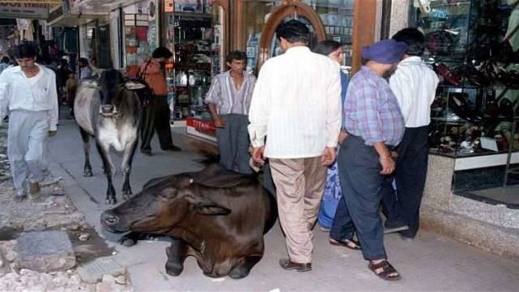 خمسة هندوس يقتلون مسلما تقديسا للبقر