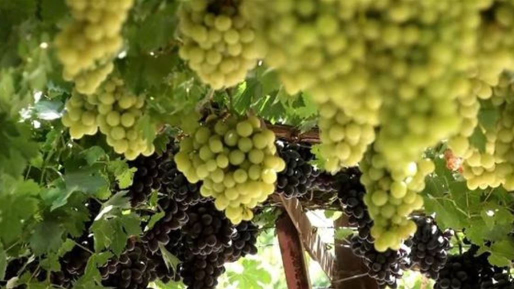 مجلس ديالى: خسرنا 70% من سلة الاعناب