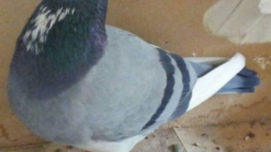 مربي طيور كركوكي يبيع طير زاجل "كويتي" بأعلى سعر في العراق