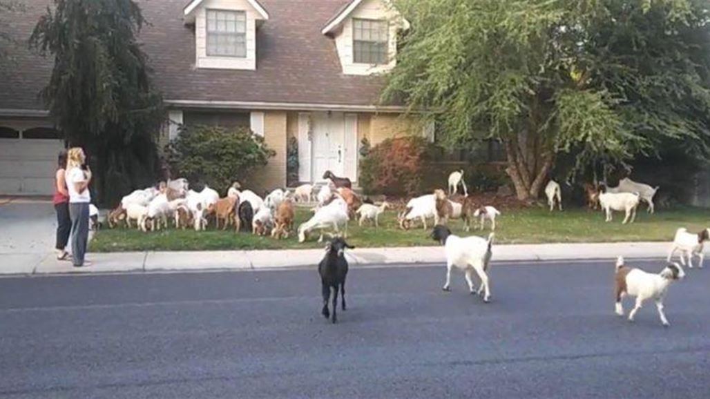 بالصّور: قطيع ماعز يجتاح مدينة أميركية ويلتهم الأخضر واليابس