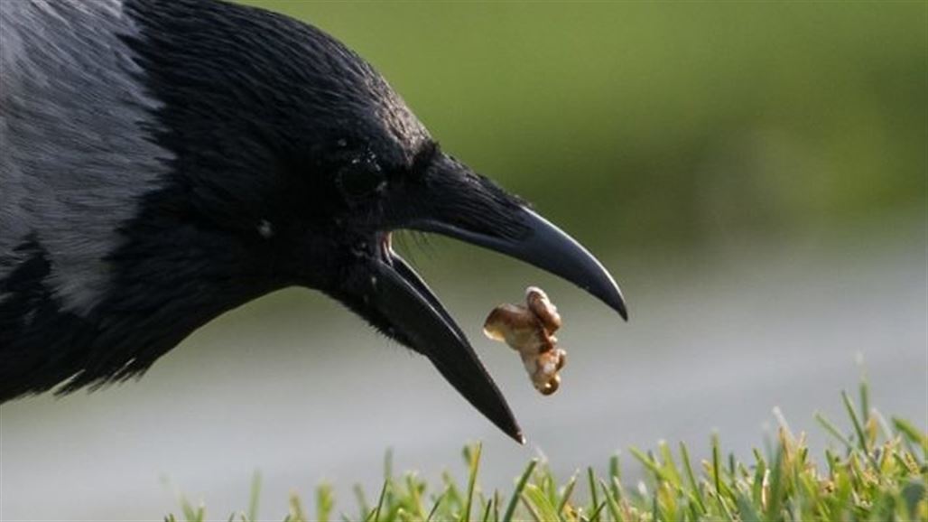 غربان تجمع القمامة في فرنسا