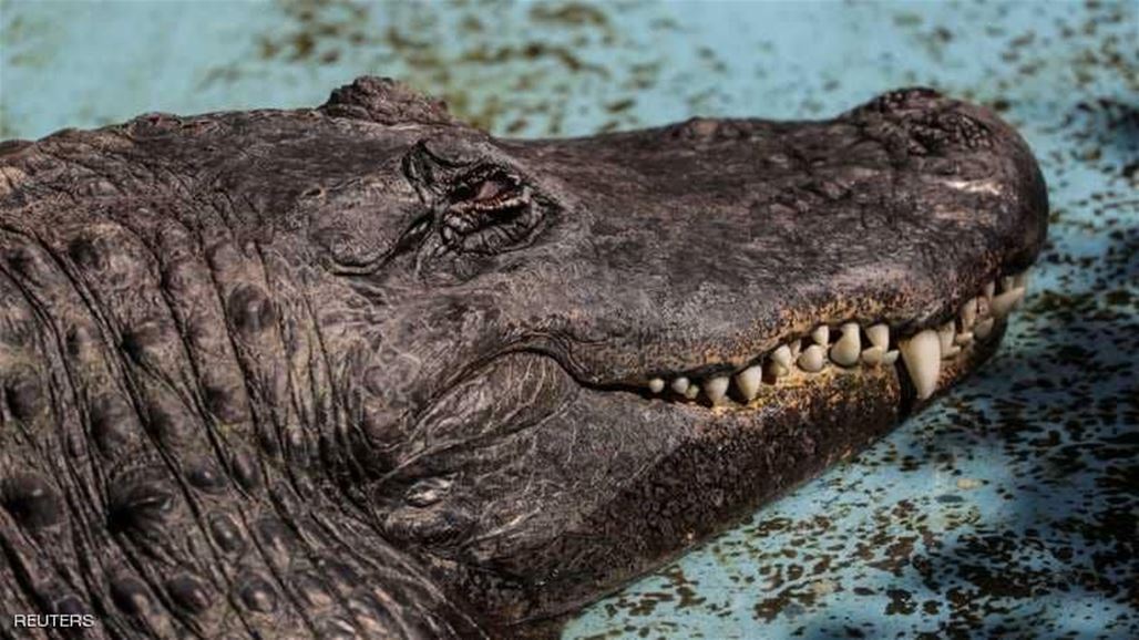بالصّور: هذه حال أكبر تمساح في العالم والذي نجا من الحرب العالمية