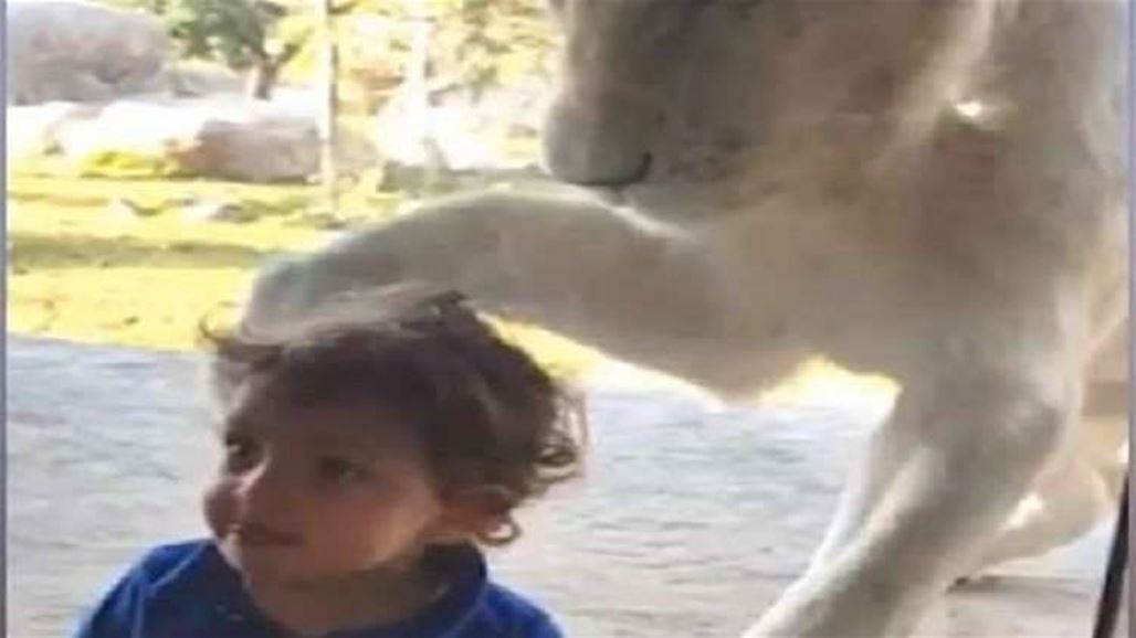 بالفيديو: أسد يهاجم طفل صغير... وهذا ما حصل!