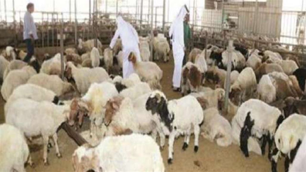 قطر تستورد ألف خروف سوري أضاح للعيد