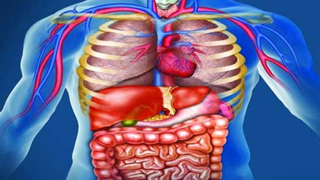 اكتشاف عضو جديد في جسم الإنسان... ما هو؟