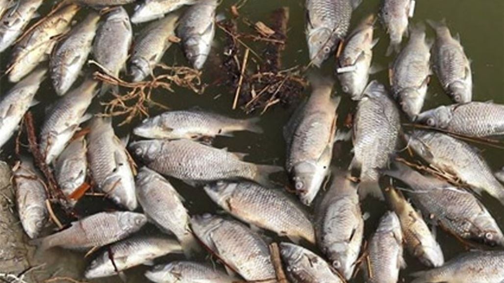 الجمعيات الفلاحية: تلوث المياه بالبصرة تسبب فقدان الانواع الاصيلة من الاسماك