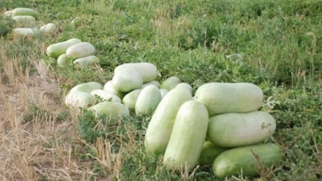 الزراعة تمنع استيراد محصولي الرقي والبطيخ بدءا من منتصف الشهر الحالي