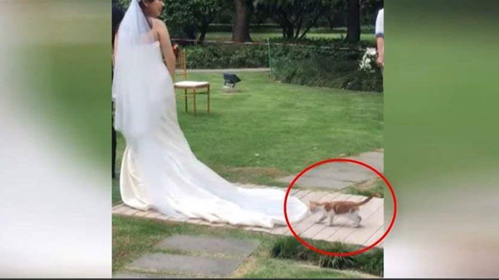 بالفيديو: قطّة تخطف الأنظار من عروس في زفافها