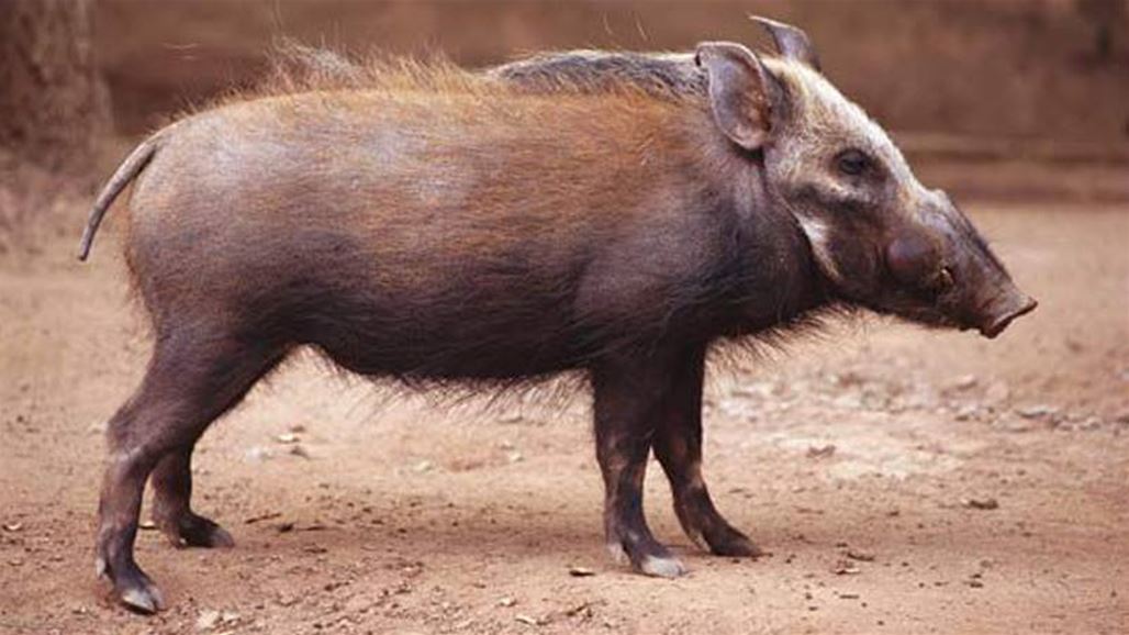 خنزير يفترس مزارعاً حتى الموت