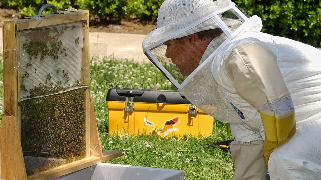 النحل يتسبب بسجن مزارع وتغريمه 20 ألف يورو