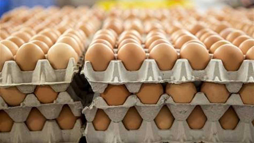 الزراعة تنتج أكثر من 14 مليون بيضة مائدة في كربلاء