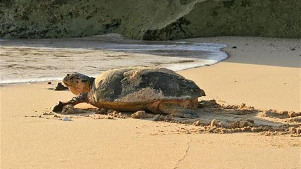 العراق يناقش في الامارات مسودة قرار خاص بحماية السلاحف البحرية