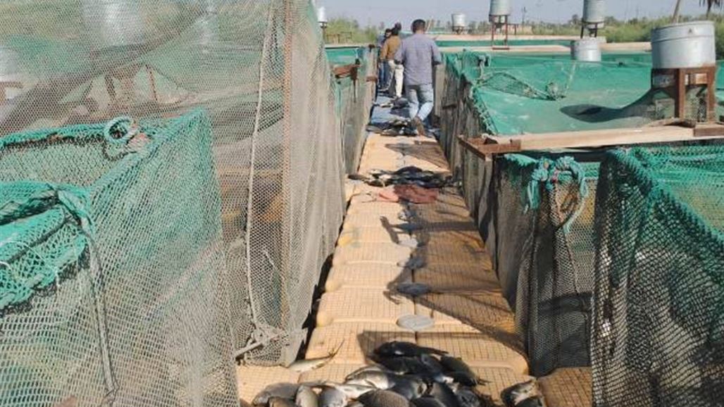 بالصور.. نفوق مئات الاسماك في نهر الفرات بعد اصابتها بـ"تعفن الغلاصم"