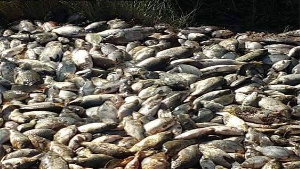 بالصور.. واسط تلتحق ببابل في ظاهرة "نفوق الأسماك"