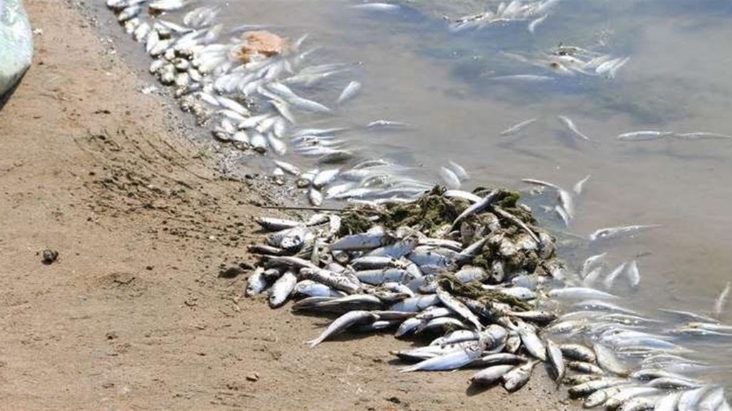 بيئة ميسان تتخذ عدة اجراءات بشأن نفوق الاسماك