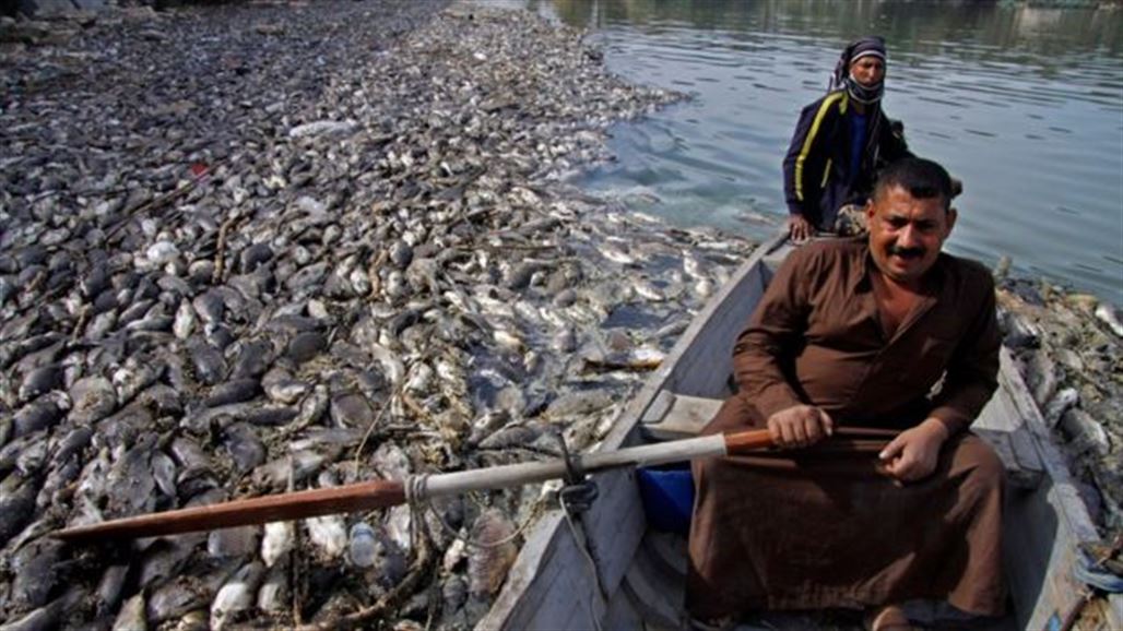 بيئة كربلاء تعلن اتخاذها عدة اجراءات بشأن مشكلة نفوق الاسماك