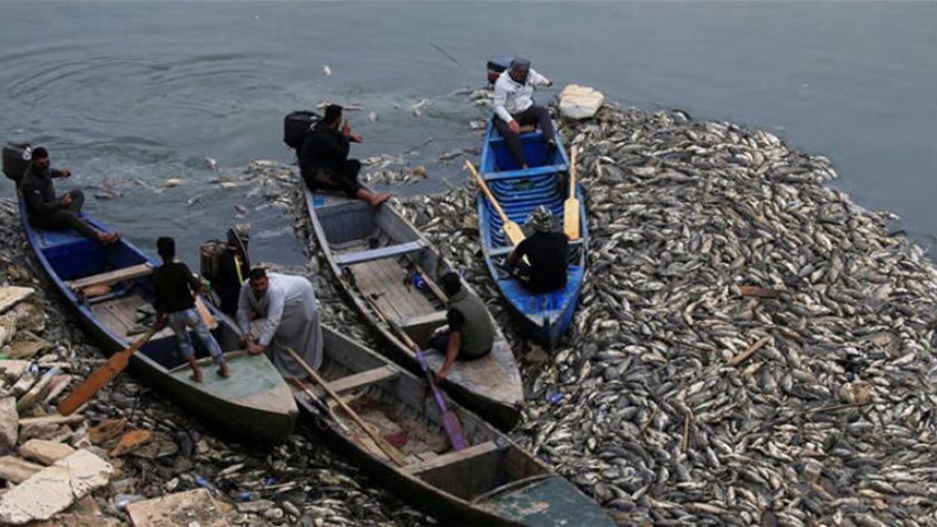 تفسير أسباب نفوق الأسماك في العراق