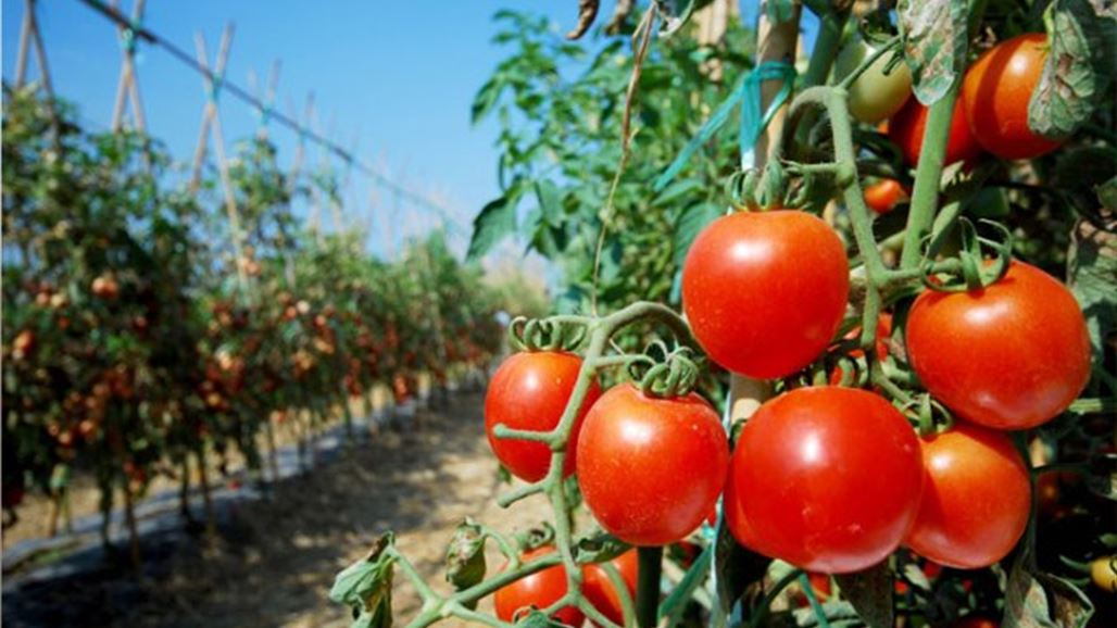 الزراعة تمنع استيراد الطماطم اعتبارا من اليوم
