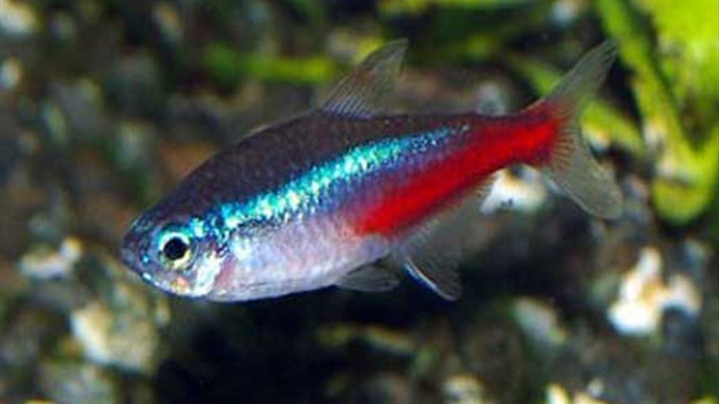 هذا النوع من السمك يمنح الأمل لقلوب البشر!