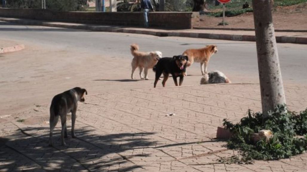 نائبة مصرية تطالب بلادها بوقف تصدير كلاب وقطط الشوارع للخارج