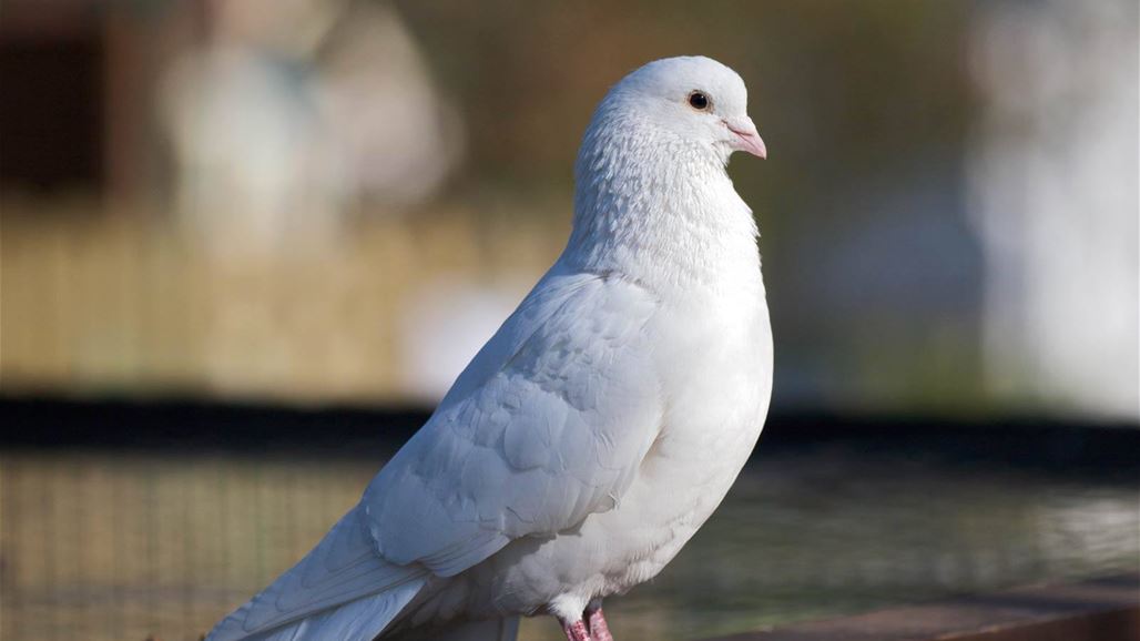 بالصور: حمامة ذكية تطرق باب المستشفى للعلاج