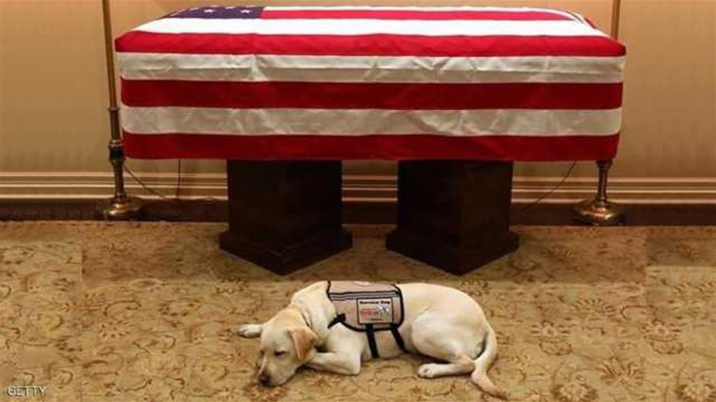 أمريكان يتعاطفون مع "كلب بوش"