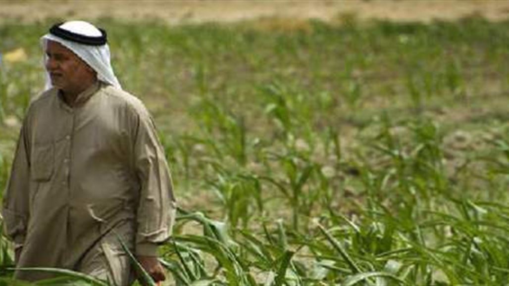 نائب يطالب بدعم "كبير" للزراعة بعد توفر مياه الامطار
