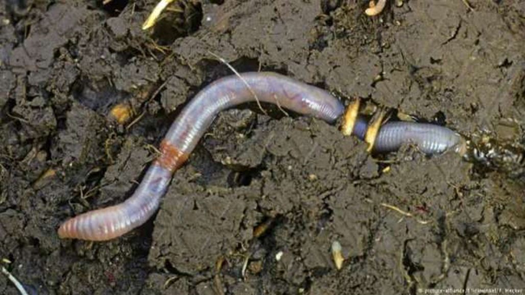 "الدودة دونالد ترامب"