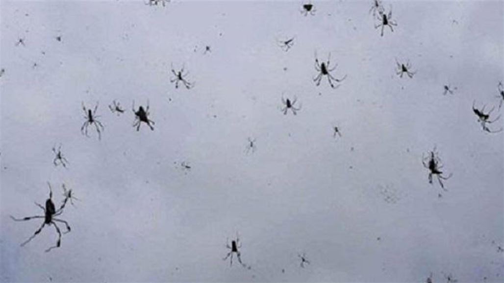 بالفيديو: في مشهد فريد من نوعه عناكب تهطل من السماء