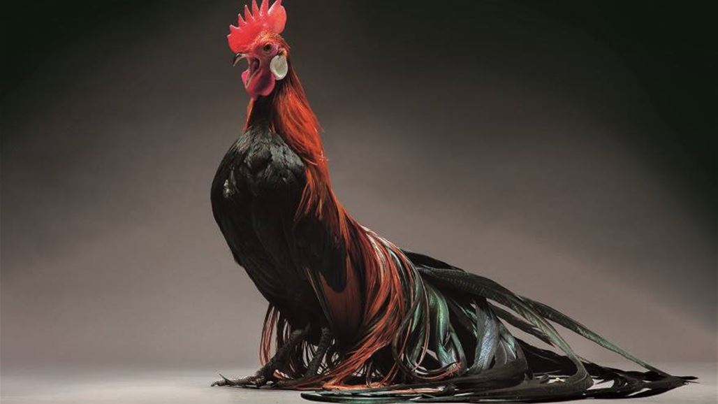 بالصّور: لقطات مميزة لأجمل وأغرب الدجاج في العالم!