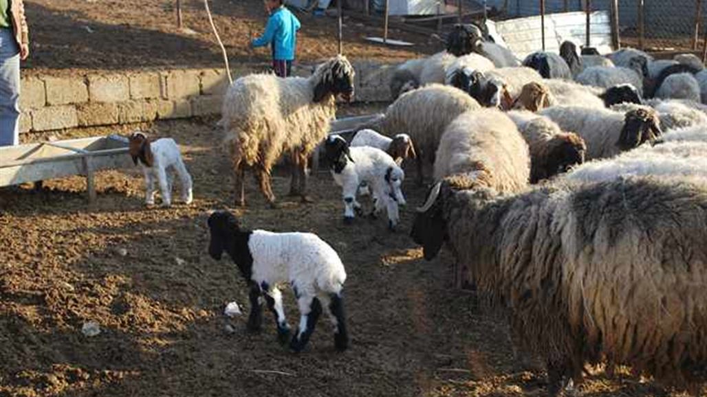 الزراعة تقرر منع نقل المواشي والاغنام خارج محافظة نينوى