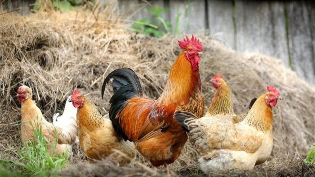 في محاولة لمنع وباء الإنفلونزا.. علماء ينتجون دجاجا معدلا جينيا