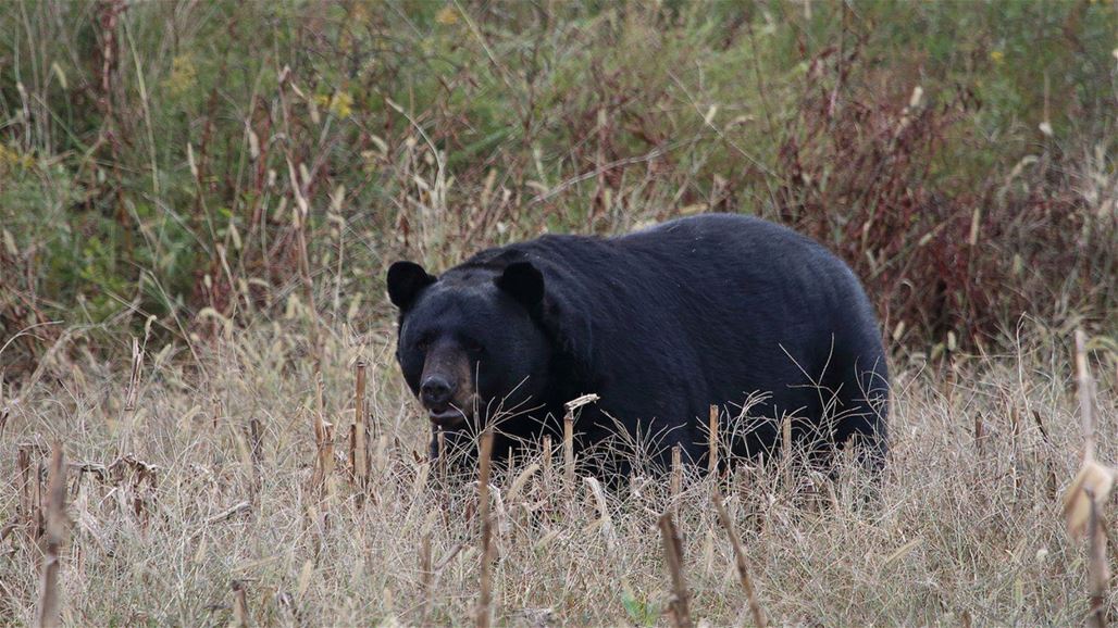 في حادثة غريبة... دبّ مفترس ينقذ طفلا في الثالثة من العمر!