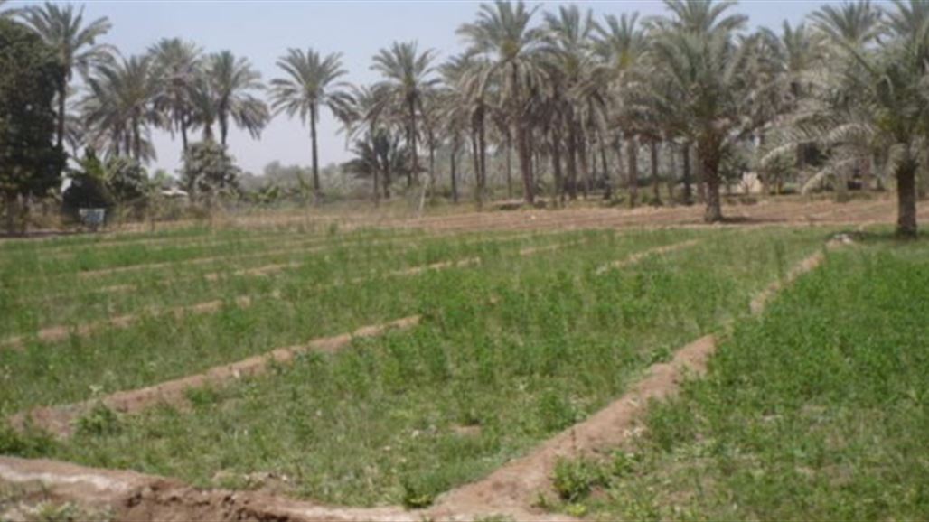 الكشف عن سرقات منظمة للأراضي الزراعية في بغداد