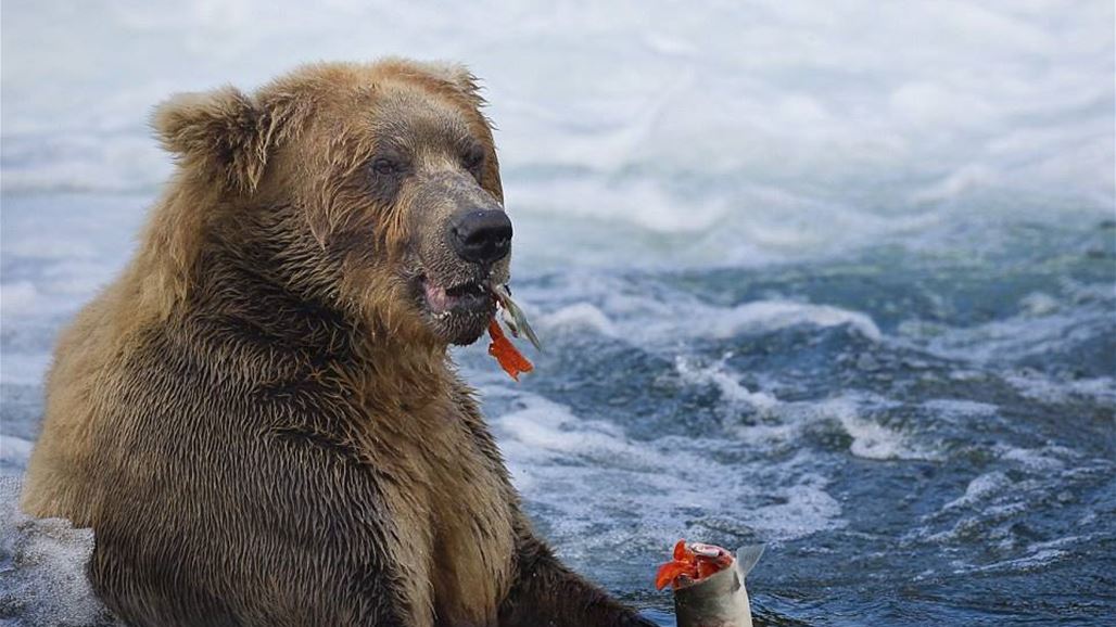 بمناسبة عيد الحب... "قدّم حبيبك السابق وجبة طعام للدب"