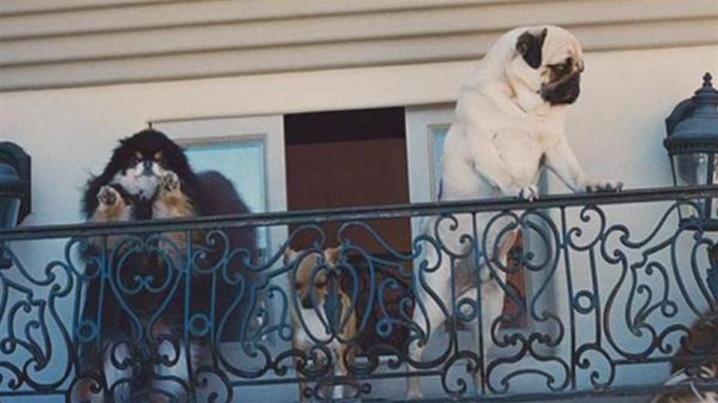 بلدية فرنسية تفرض عقوبة على مربي الكلاب "التي تنبح كثيرا"