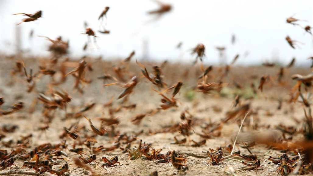 تعرف على المسافة التي يقطعها الجراد يوميا وكمية الغذاء التي يستهلكها.. و"الفاو" تحذر