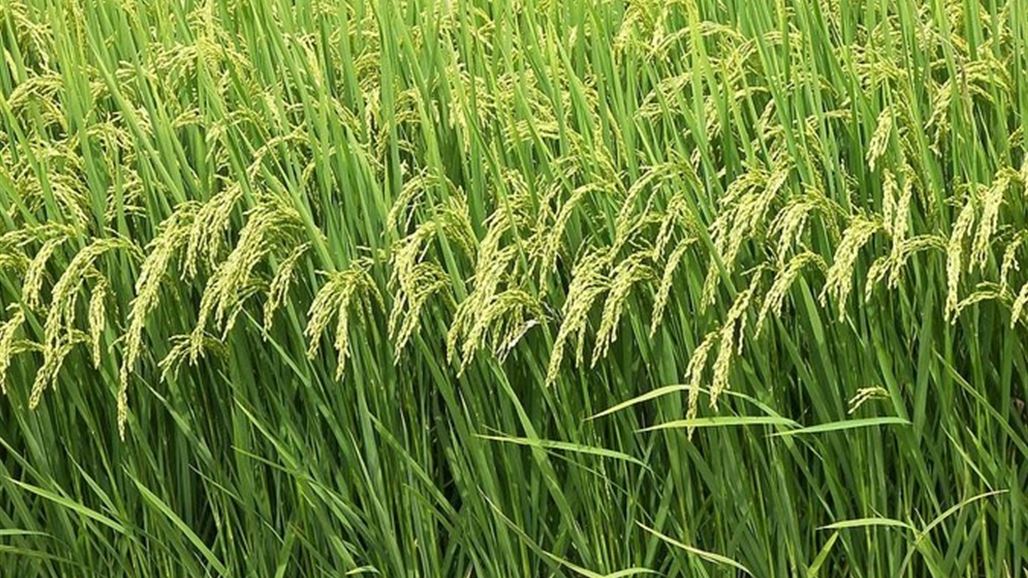المركزي للاحصاء: محصول الشلب في العراق انخفض بنسبة اكثر من 90%