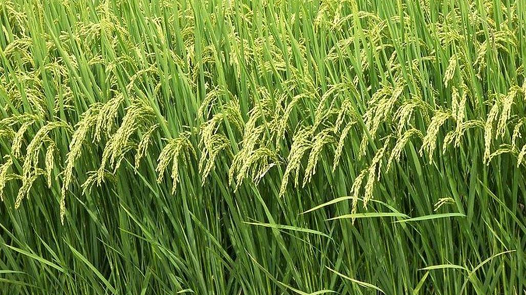 النجف: الموارد المائية وافقت على زراعة الشلب في جميع الأراضي الزراعية بالمحافظة