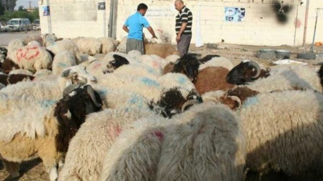امانة بغداد تصادر اكثر من  200  رأس غنم  في شارع البصرة