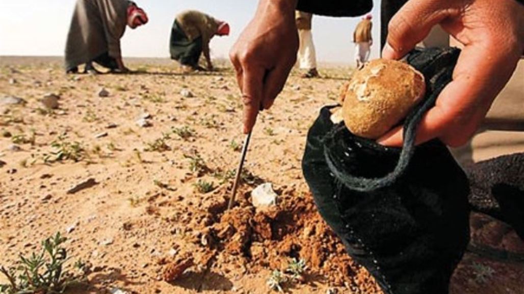 بالوثيقة... منع خروج المواطنين الى الصحراء لجمع الكمأ