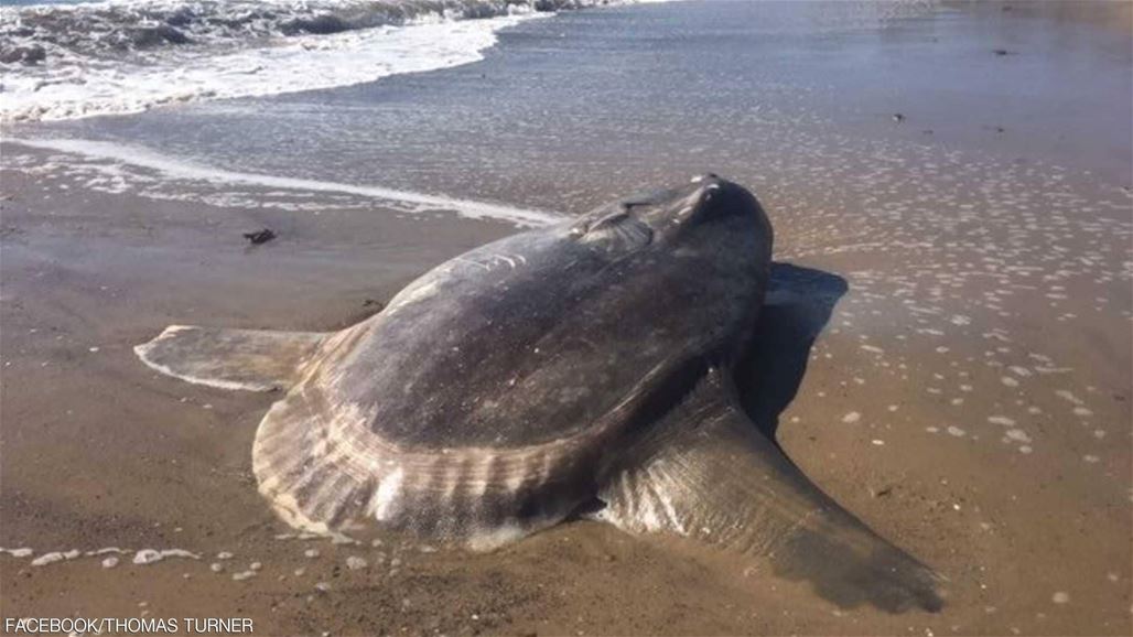 بالصور: ظهور سمكة الشمس في أميركا لأول مرة وسط ذهول العلماء