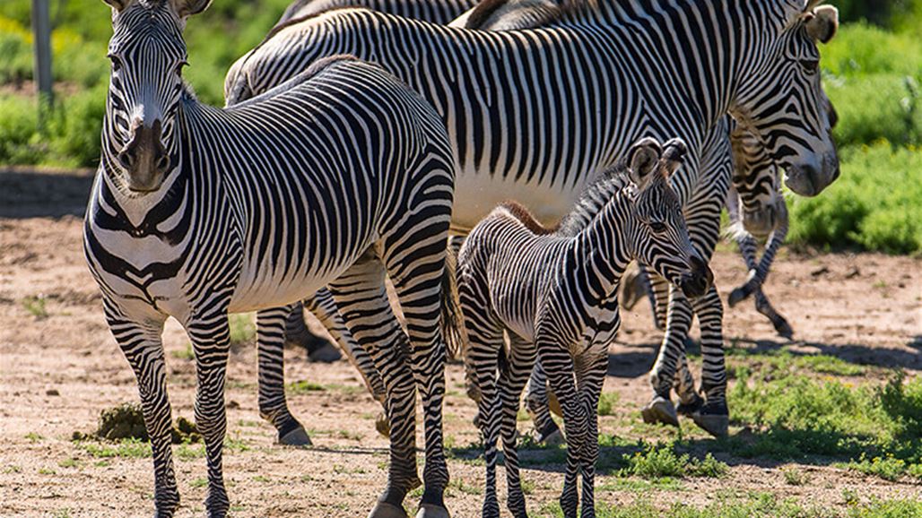 سبب وجود خطوط بيضاء وسوداء على الحمار الوحشي