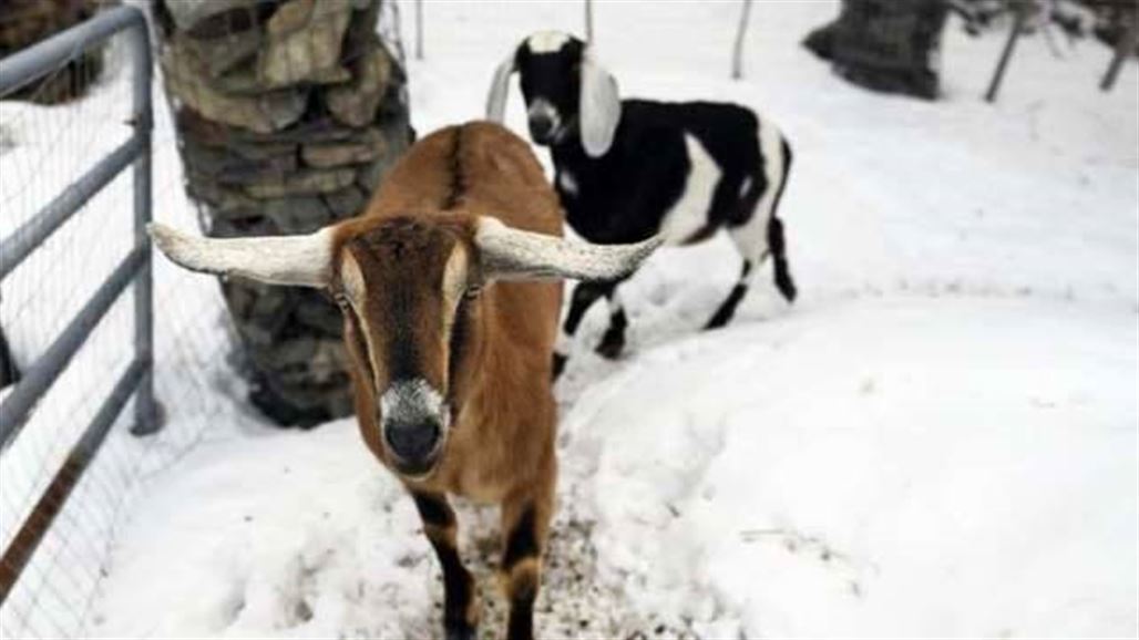 انتخاب "عنزة" لمنصب عمدة بلدة أمريكية