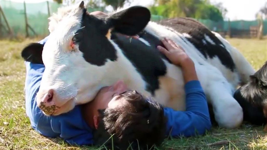 "البقرة ميسي"... واحدة من أغلى خمسة حيونات في العالم