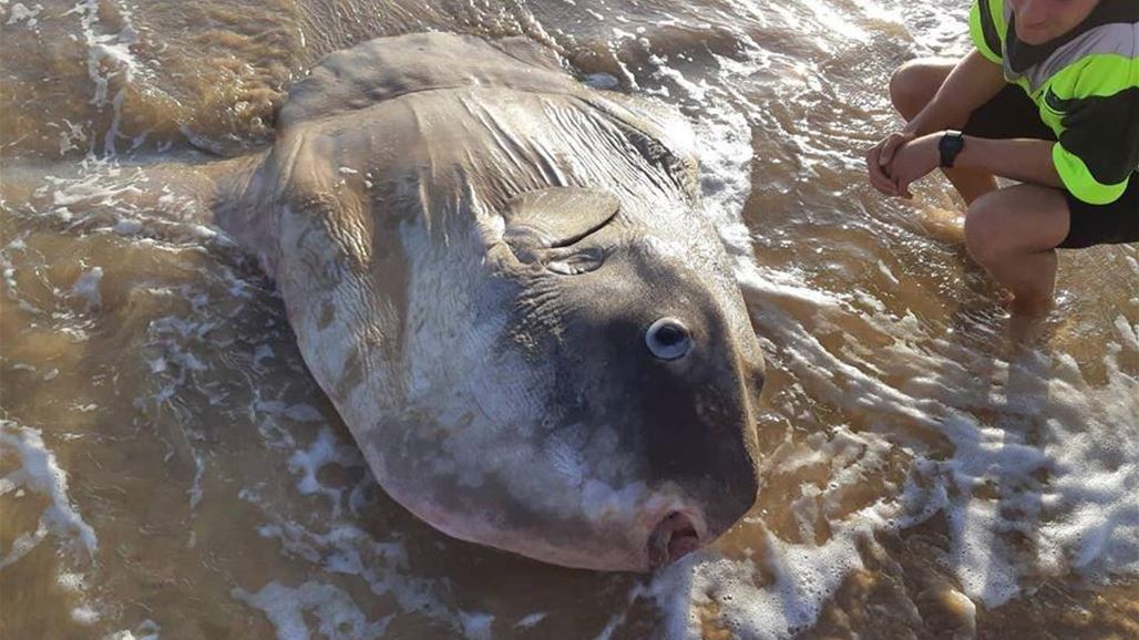 بالصور: سمكة عملاقة تفاجئ الصيادين في استراليا